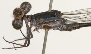 Media type: image; Entomology 12199   Aspect: habitus lateral view 3